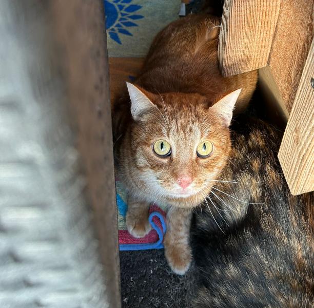 Europäische Hauskatze